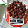 Wholesale chestnut /Horse chestnut/Chestnut from fty